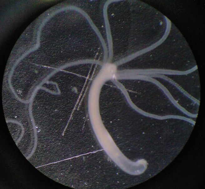 Hydra sp.