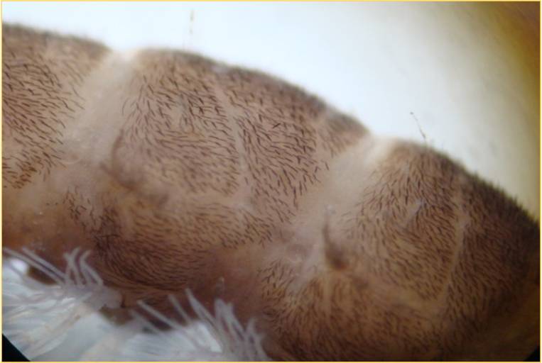 hyd4.2